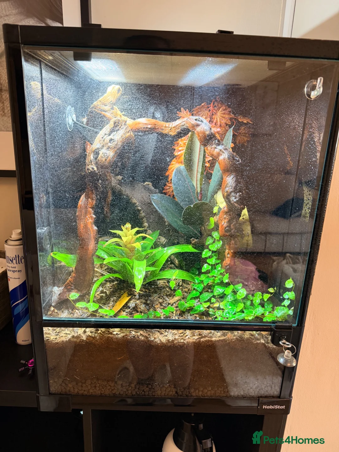 Gecko reptiles for sale: 9 Month Old CrestedGecko With Full Bioactive Setup in Todmorden - Advert 2