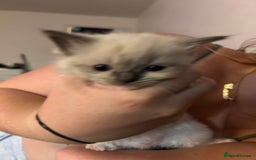 Ragdoll cats for sale: Rag doll kittens for sale 2 boys 1 girl  - Image 6