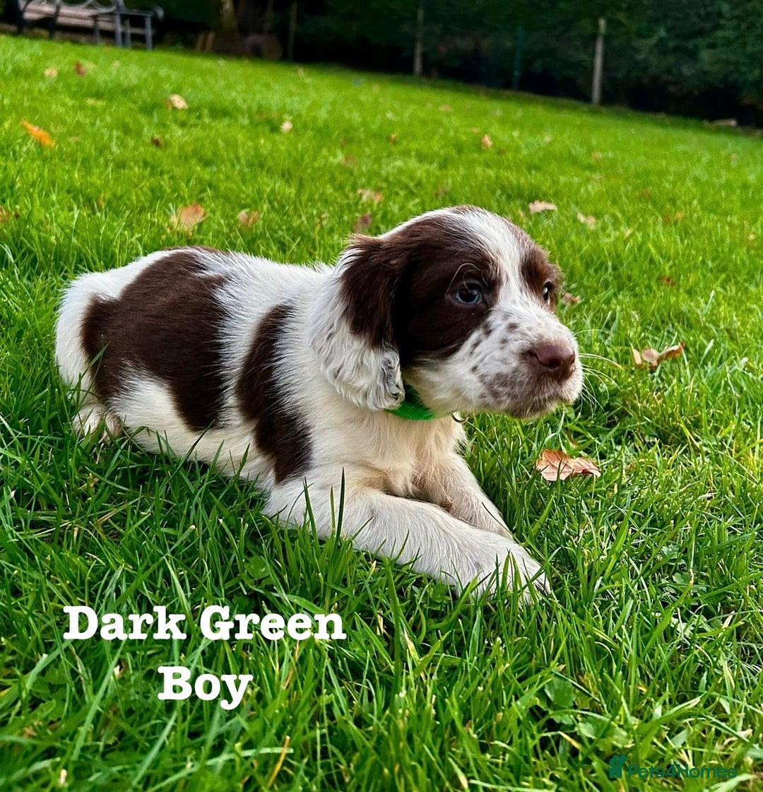 Sprocker dogs for sale: Sprocker spaniel puppies  - Advert 8