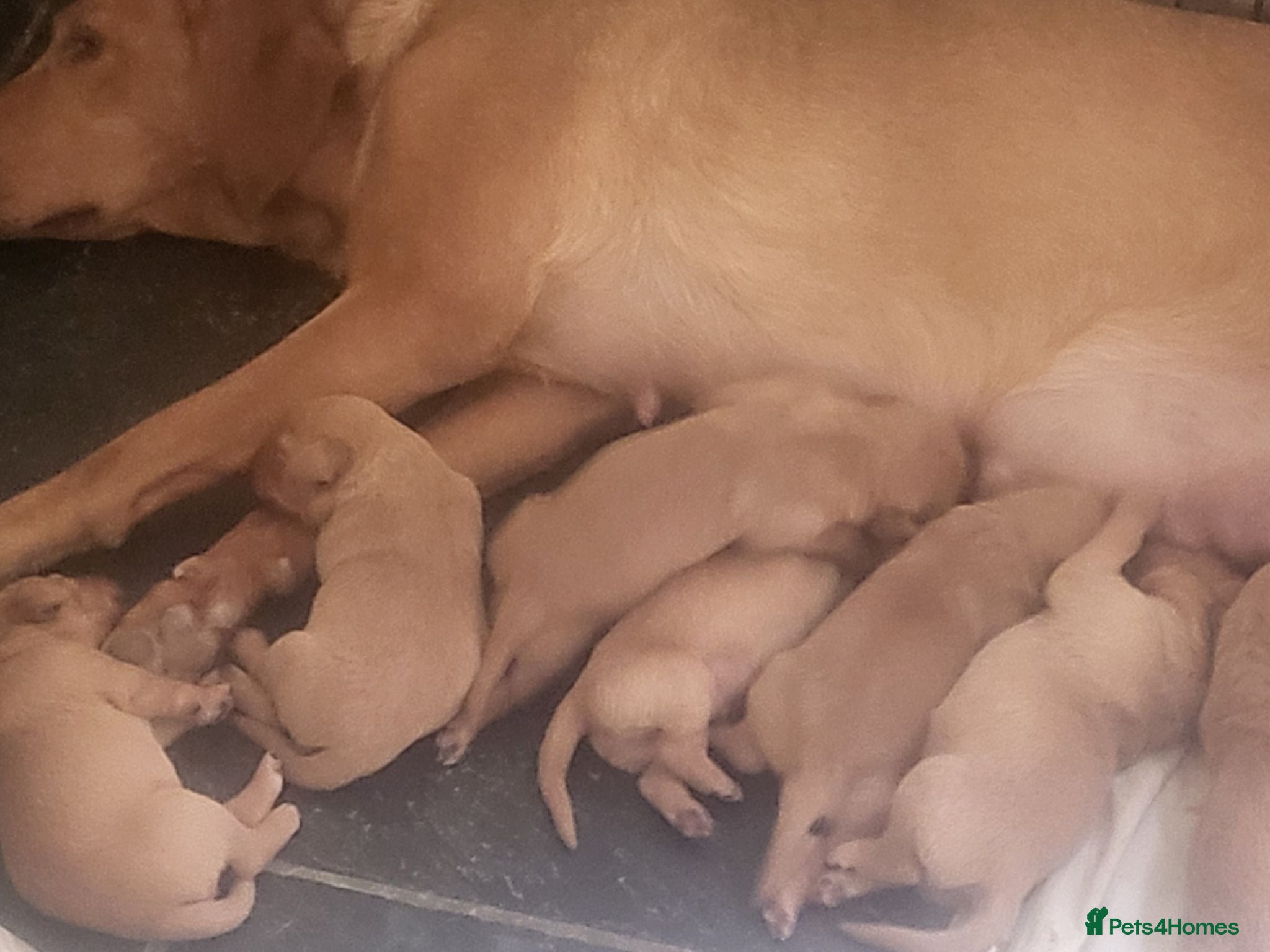 Labrador Retriever dogs A Perfect Litter of Pedigree Fox Red Labradors - Advert 1