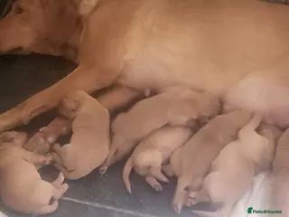 Labrador Retriever dogs A Perfect Litter of Pedigree Fox Red Labradors - Advert 1