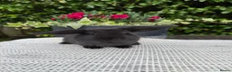 Mini Lop rabbits for sale: 4 Beautiful Mini Lops - Advert 4