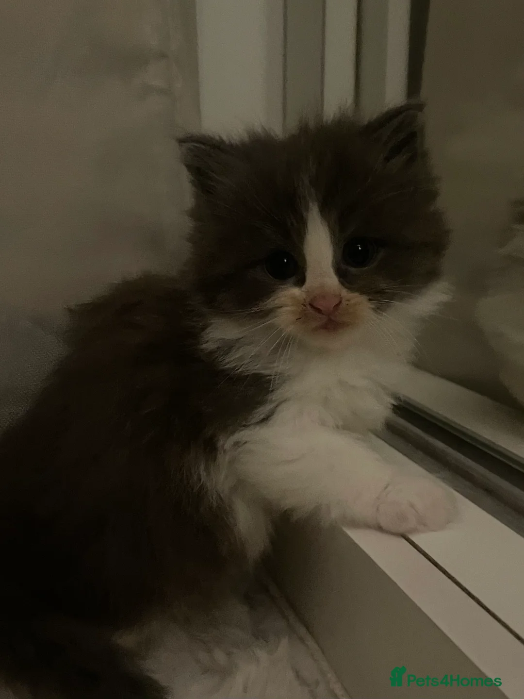 Maine Coon cats for sale: Four beautiful mainecoon/ragdoll kittens - Advert 6