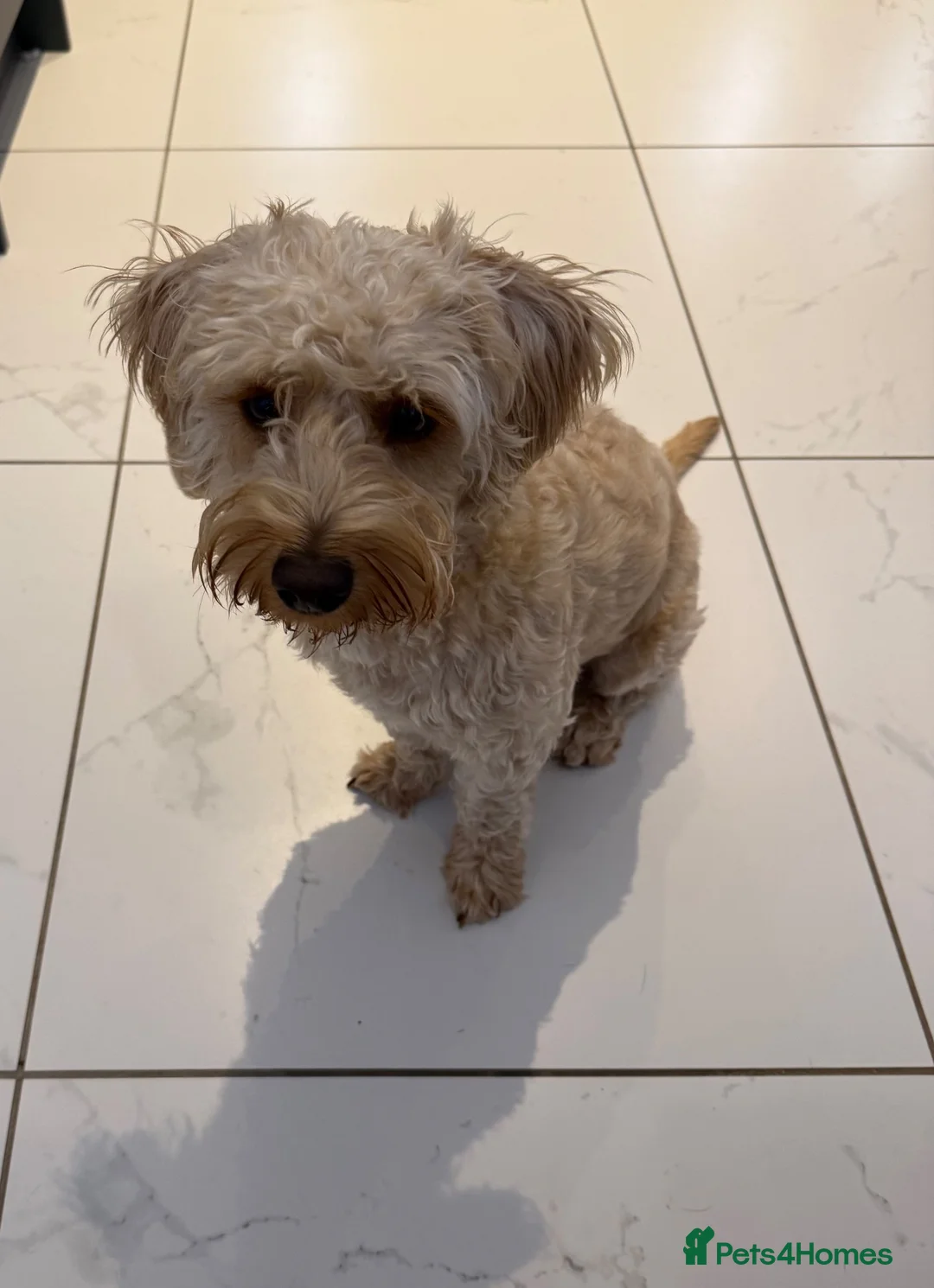 Mixed Breed dogs for sale: Poochon (X) - Advert 2