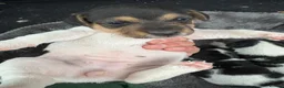Jack Russell dogs for sale: Old fashioned Short legged jack russel docked tail in Windsor - Advert 3
