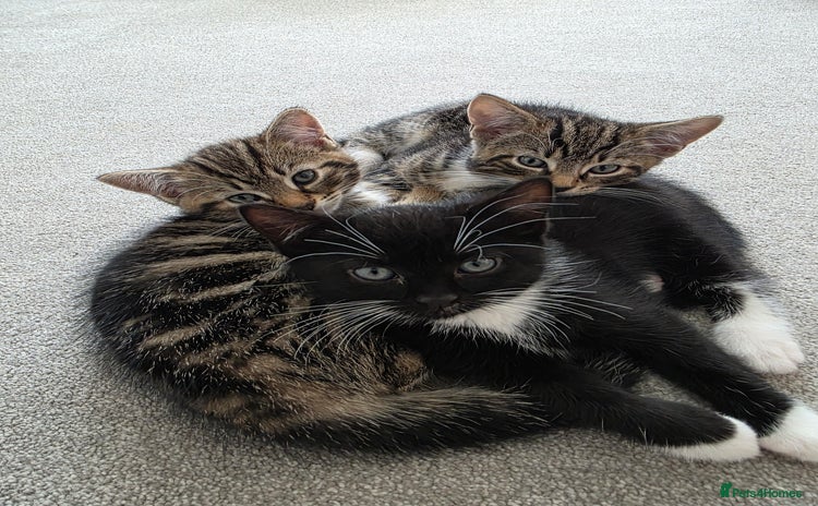 Mixed Breed cats Kittens - Advert 1