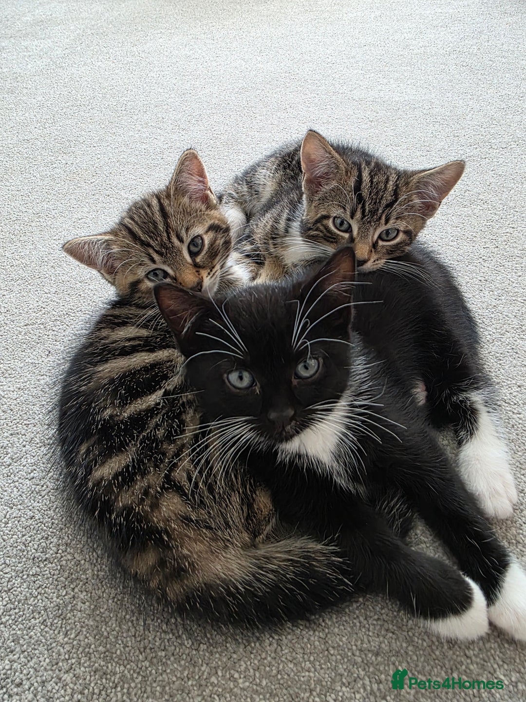 Mixed Breed cats for sale: Kittens - Advert 1