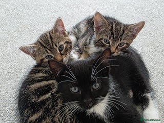 Mixed Breed cats Kittens - Advert 1