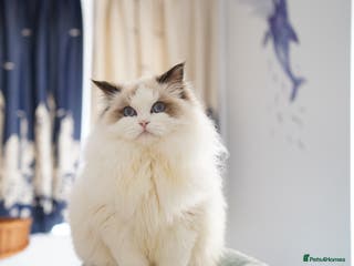 Ragdoll cats TICA register seal bicolor boy - Advert 14