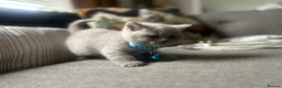 British Shorthair cats for sale: Lilac British Shorthair Kittens.  in Leicester - Advert 9