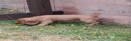 Cocker Spaniel dogs for sale: 4 Red Working Cocker Spaniel Boys - Advert 11