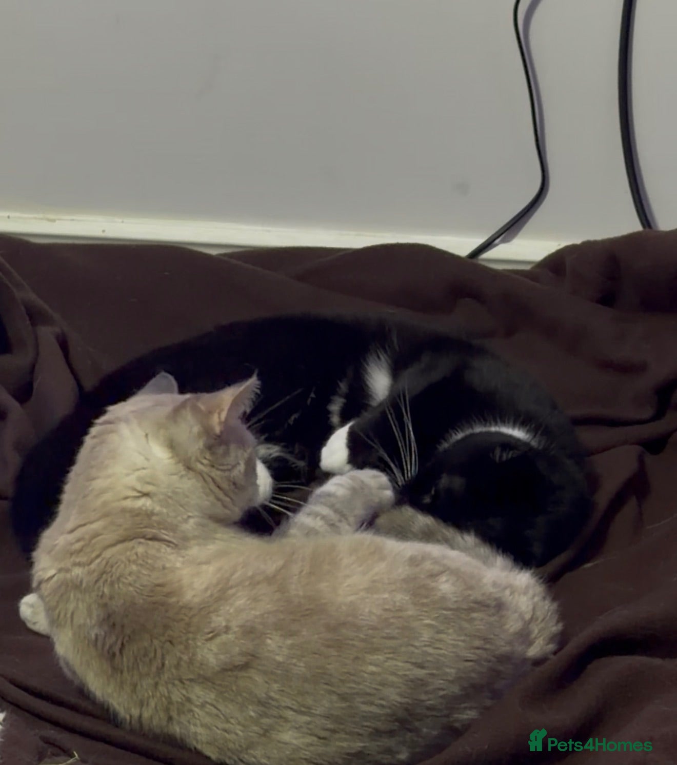 British Shorthair cats Nova & Aria.  - Advert 1