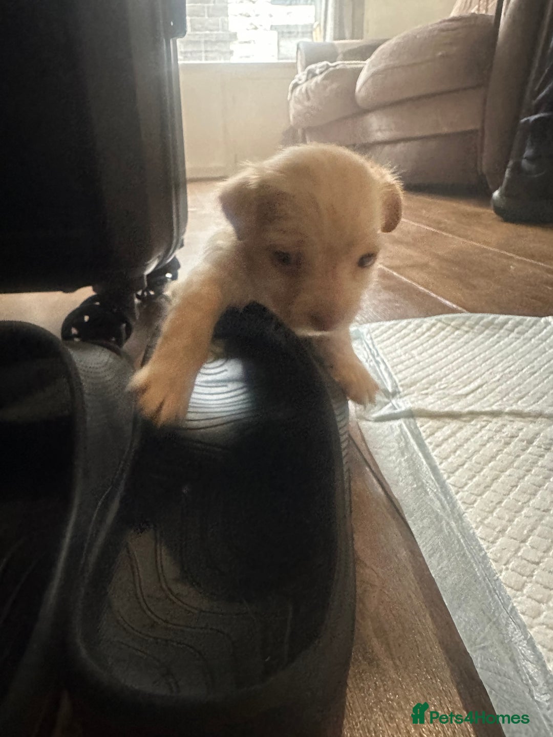 Mixed Breed dogs for sale: 1 Male Pup left - Image 5