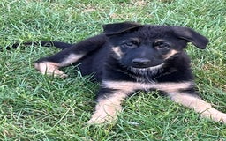 German Shepherd dogs for sale: REDUCE PRICE  - Image 21