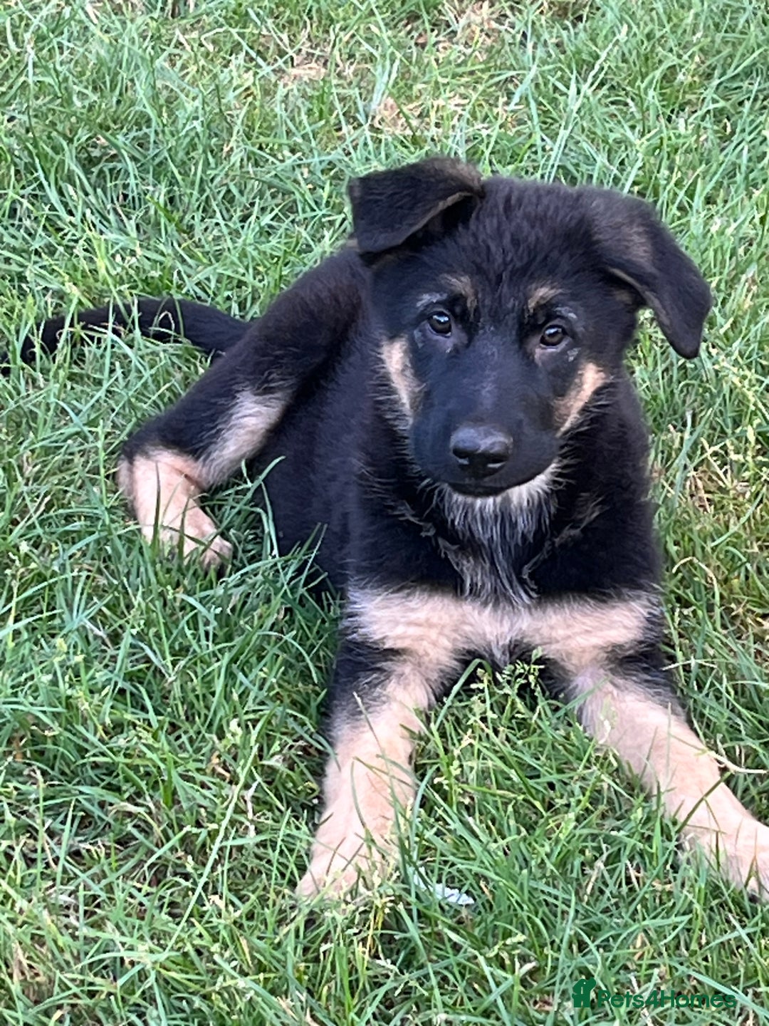 German Shepherd dogs for sale: REDUCE PRICE  - Image 21
