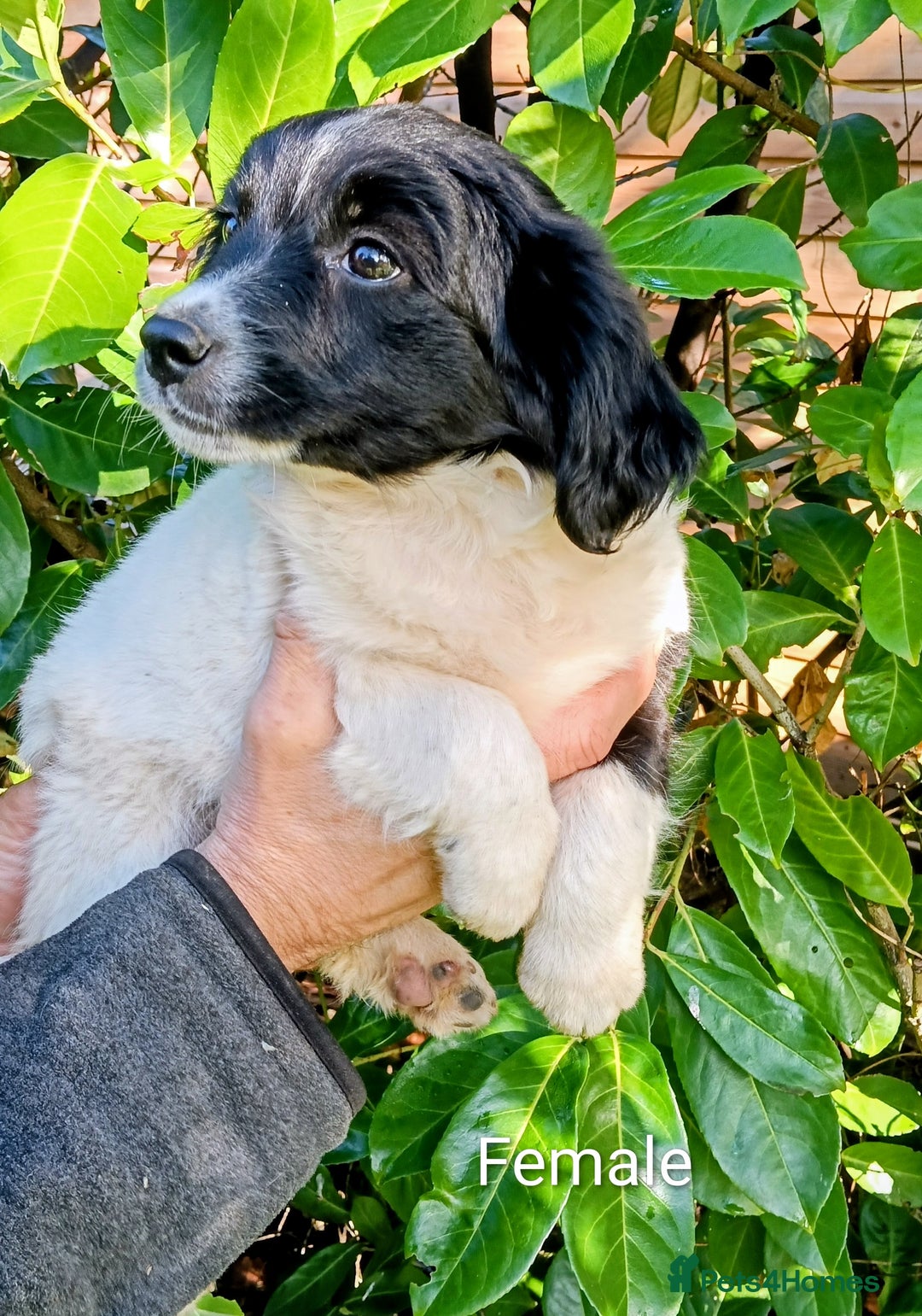 Mixed Breed dogs for sale: Three Springer Spaniel cross Puppies  - Image 3