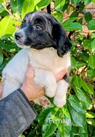 Mixed Breed dogs - Advert 2