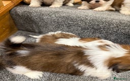 Shih Tzu dogs for sale: Summer Shihtzu Puppies - Image 20
