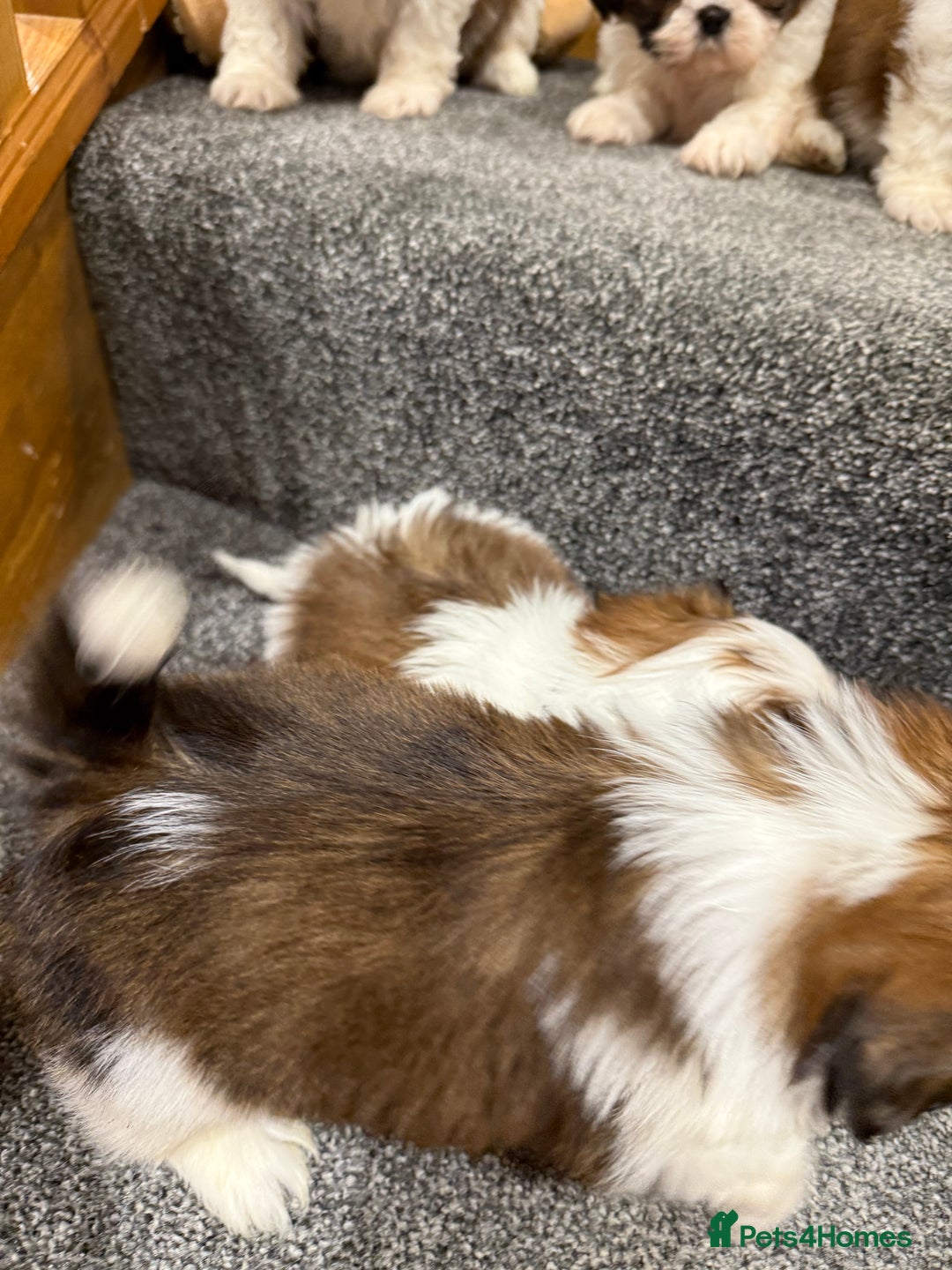 Shih Tzu dogs for sale: Summer Shihtzu Puppies - Image 20