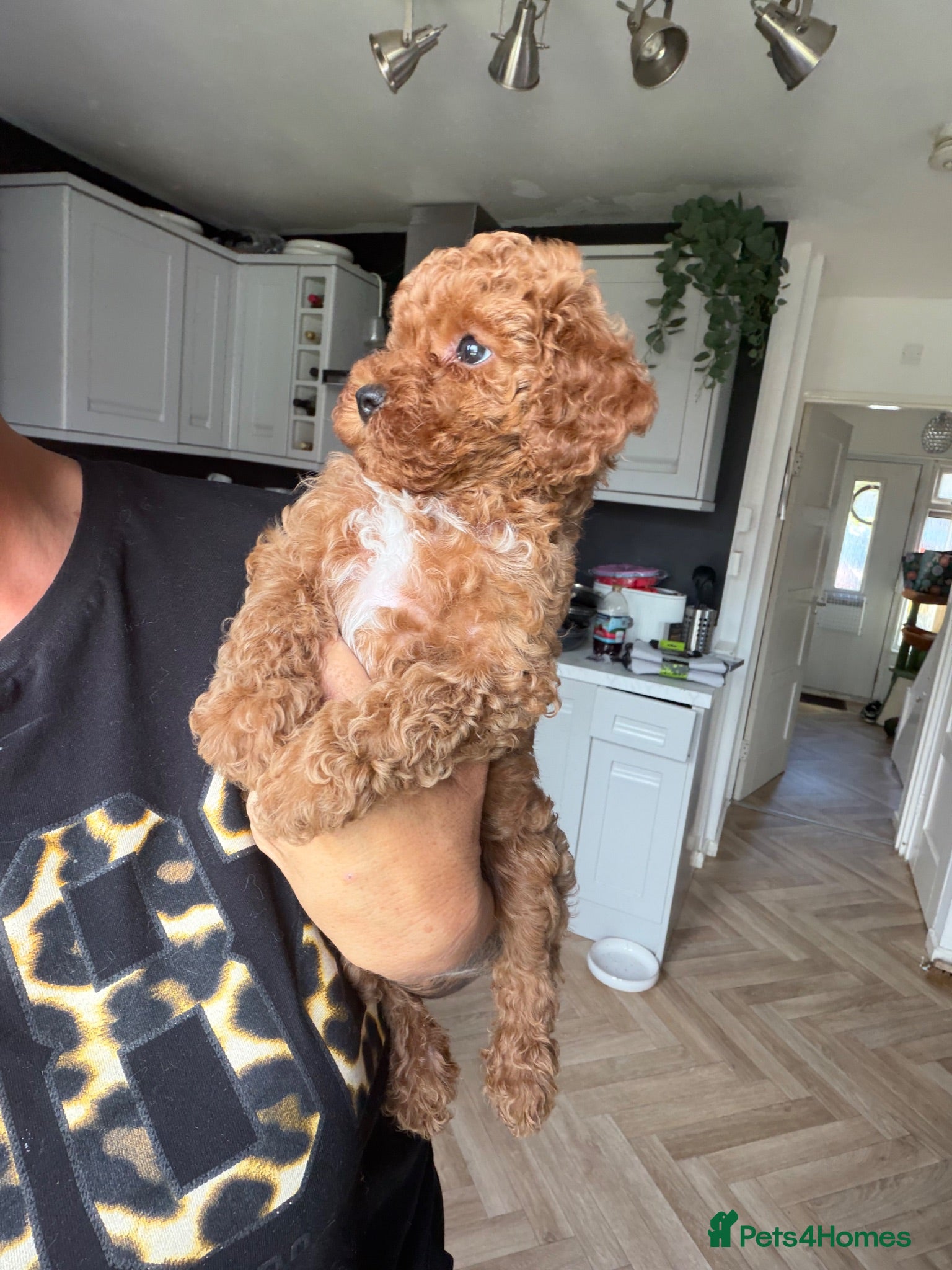 Cavapoo dogs Last F1bb Toy Cavapoo girl health tested parents - Advert 15
