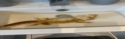Bearded Dragon reptiles for sale: Bearded Dragon in Corby - Advert 10