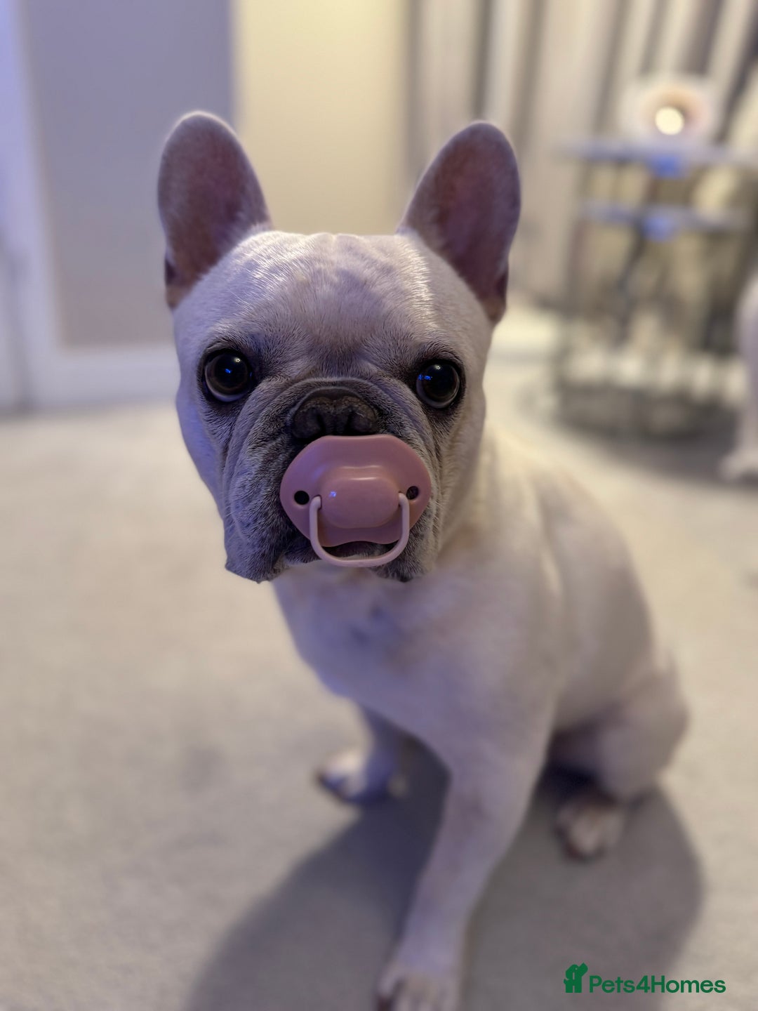 French Bulldog dogs for stud: Charming Cream Male French Bulldog pedigree - Advert 2