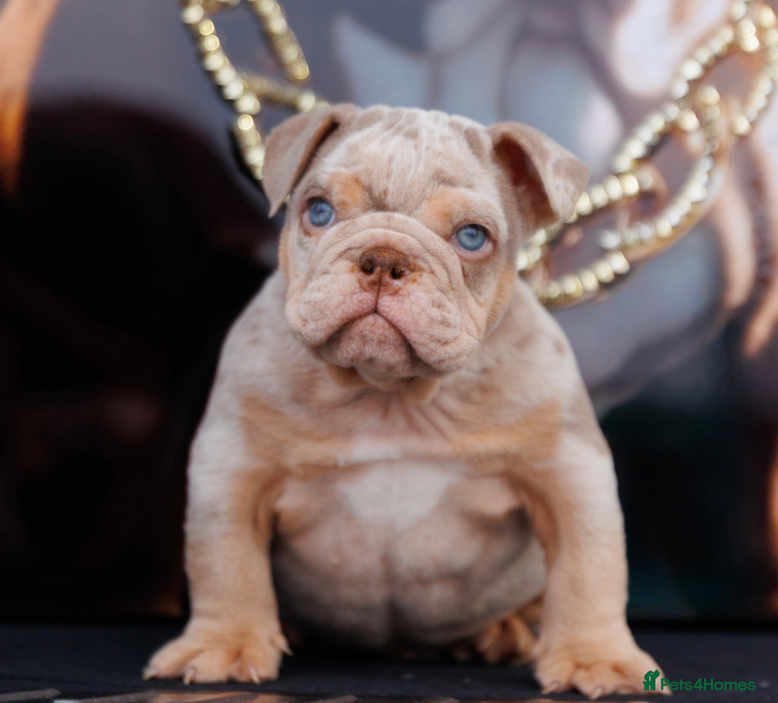 English Bulldog dogs ENGLISH BULLDOGS MERLE EPIC BULLYZ LILAC  - Advert 12