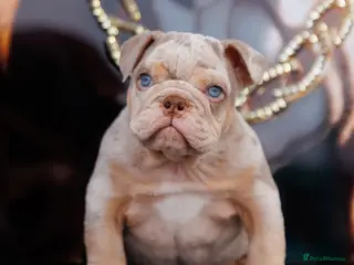 English Bulldog dogs ENGLISH BULLDOGS MERLE EPIC BULLYZ LILAC - Advert 12