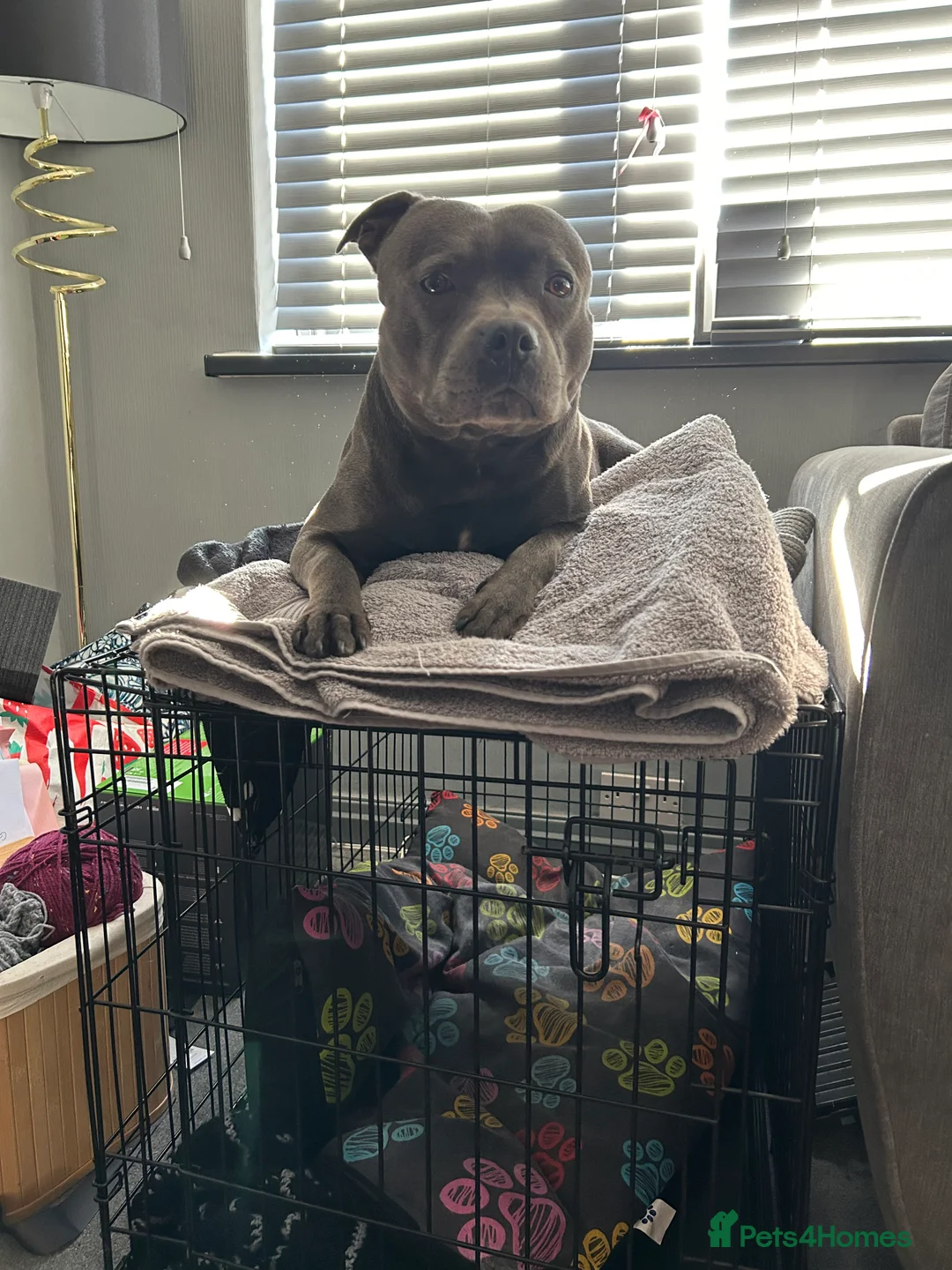 Staffordshire Bull Terrier dogs for stud: Mr. Charming Teddy for Stud in Manchester - Advert 5