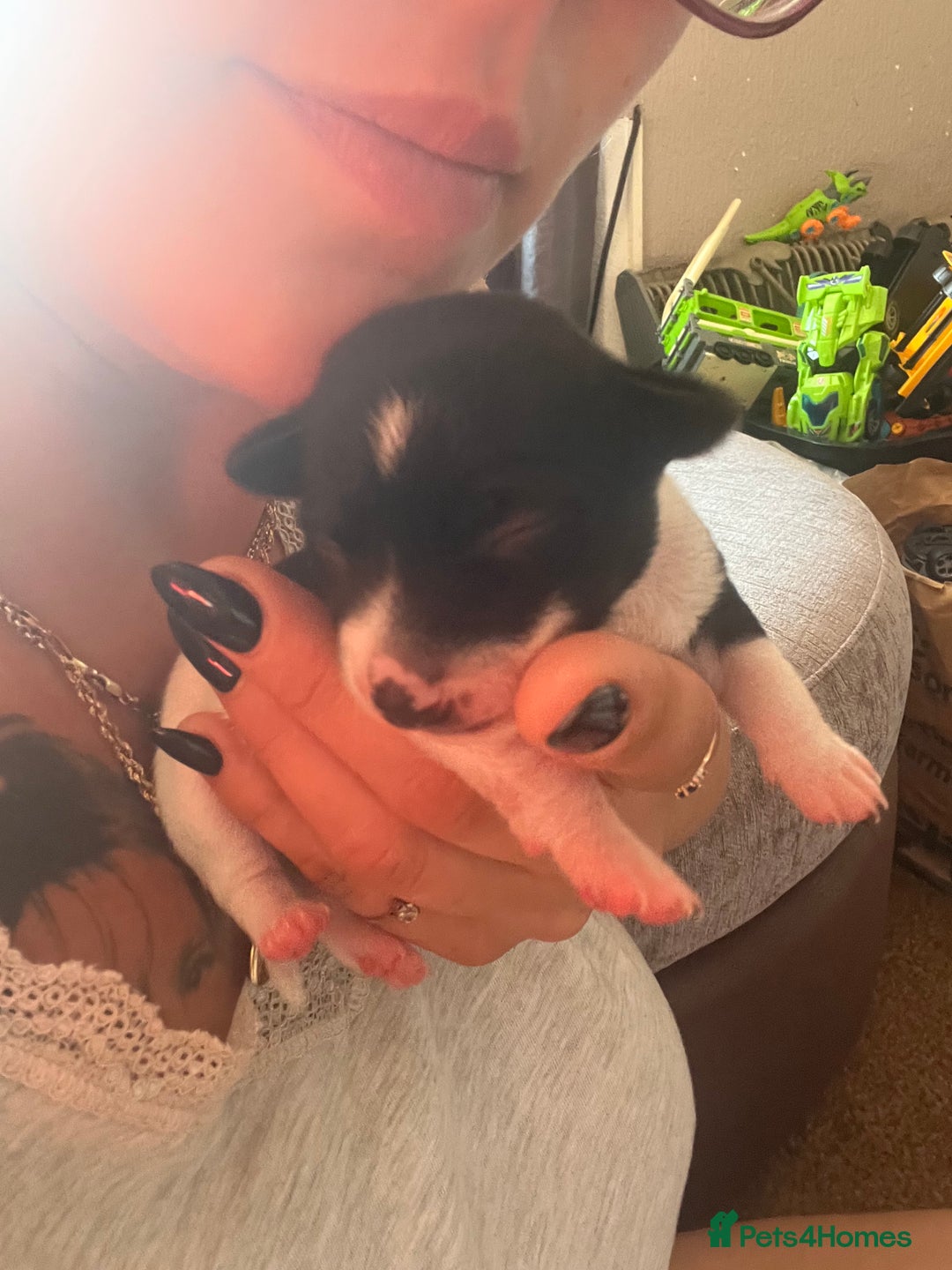 Jack Russell dogs for sale: Jack Russel puppies  - Image 12