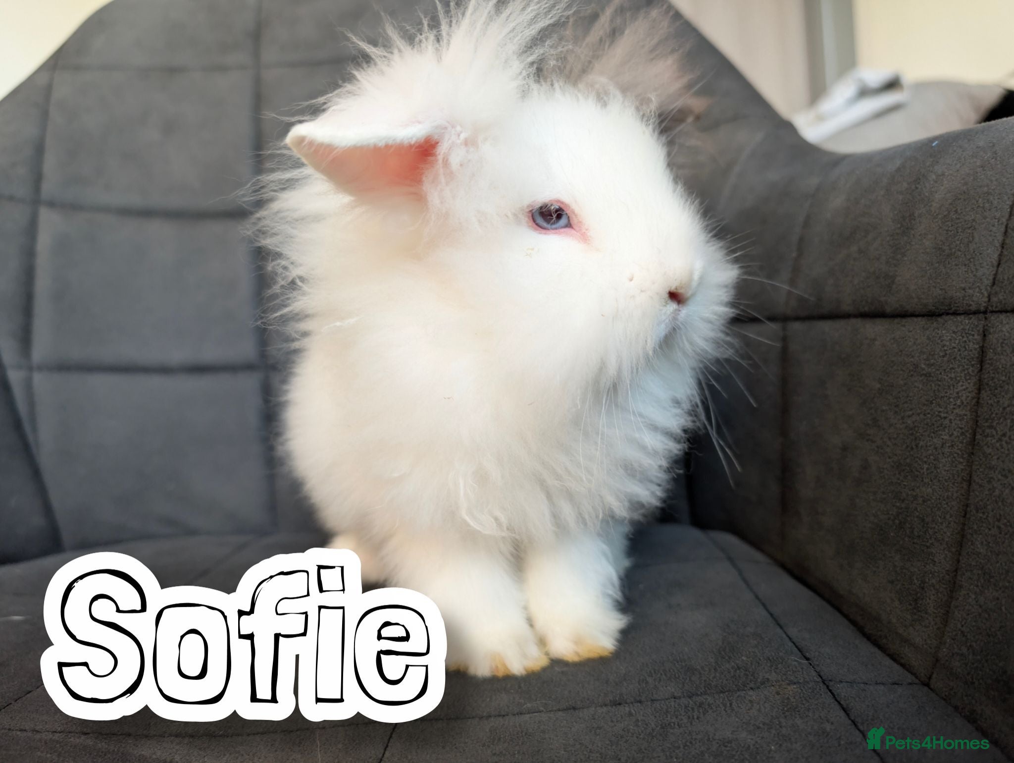 Lionhead rabbits Double-maned BE Lionhead Rabbits for Sale - Advert 1