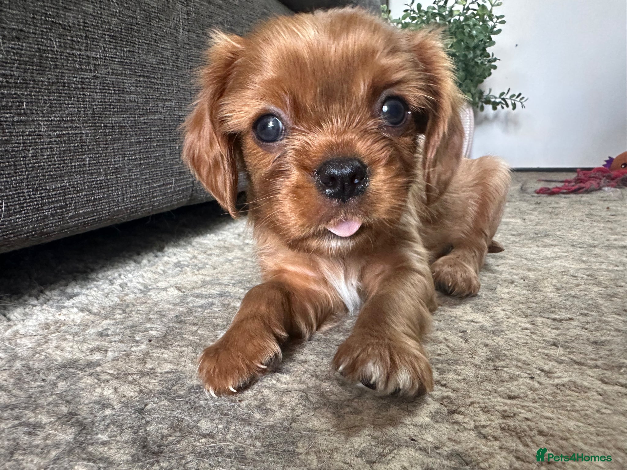 Cavalier King Charles Spaniel dogs     Tiny Ruby Boy With Big Personality ♥️ - Advert 11