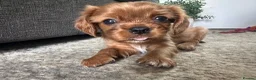 Cavalier King Charles Spaniel dogs for sale: Special Ruby Boys🐾♥️ Ready to leave now 🏠🫶 - Advert 13