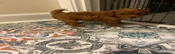 Toy Poodle dogs for sale: toy poodle pups  - Advert 5