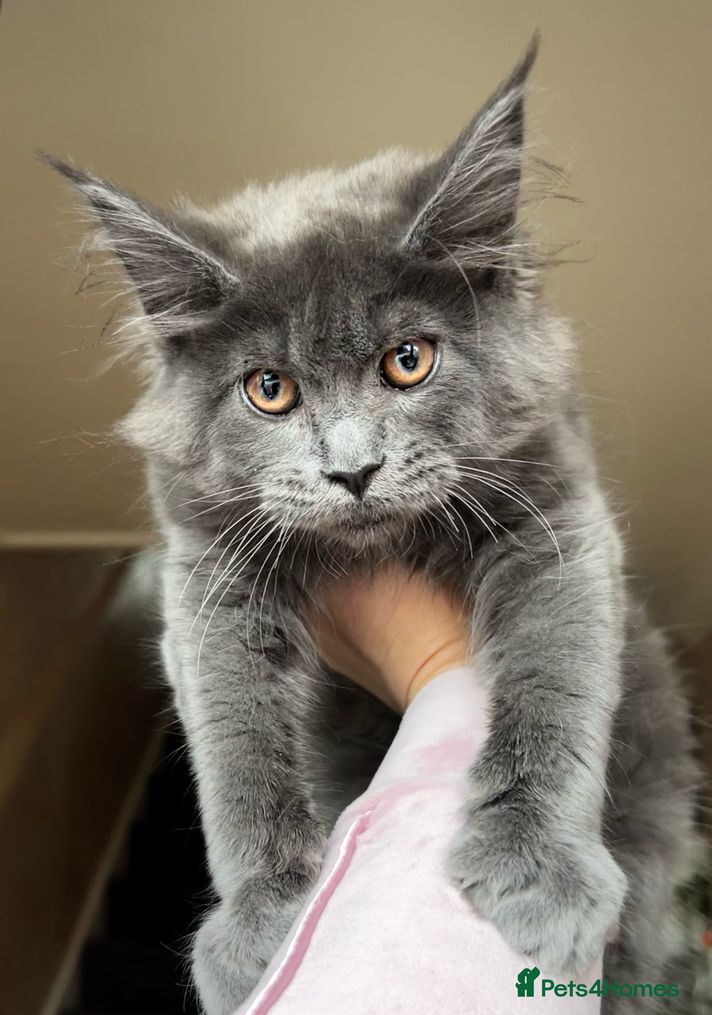 Maine Coon cats Maine coon last blue girl available 💜 - Advert 5