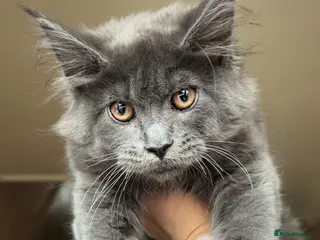 Maine Coon cats Maine coon last blue girl available 💜 - Advert 5