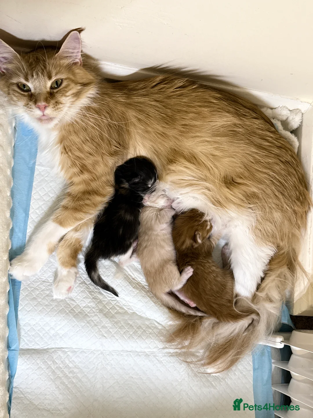 Maine Coon cats for sale: Purebred Adorable Maine Coon Kittens Available - Advert 3