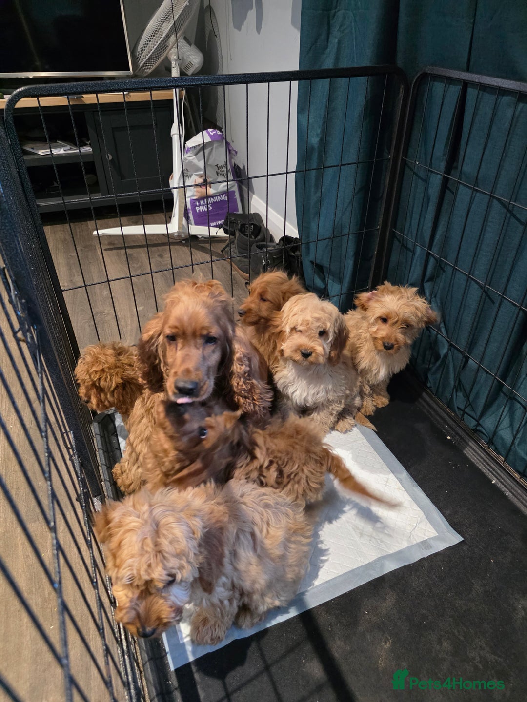 Cockapoo dogs for sale:  Adorable cockapoo pups ready to go 🐶 - Advert 24