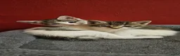 Mixed Breed cats for sale: 4 Mixed Breed Kittens  - Advert 8