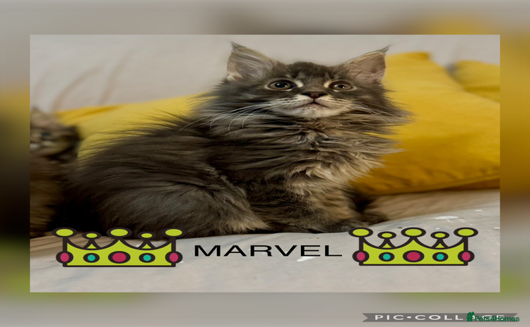 Maine Coon cats - Advert 3