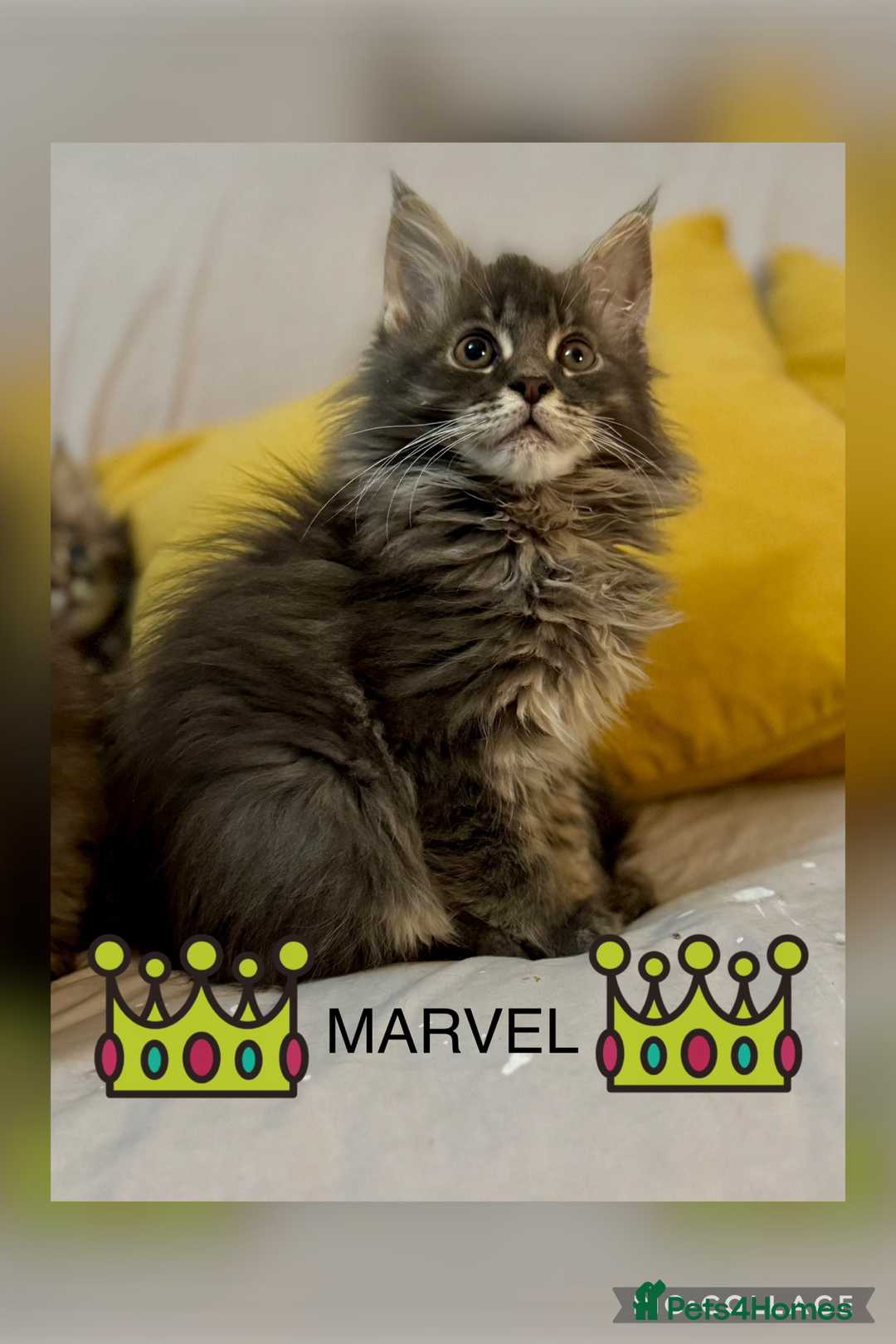 Maine Coon cats for sale: Ready NOW! TICA splendid Maine Coon - Image 2