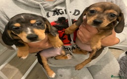 Chiweenie dogs for sale: Ready Now Chiweenies pups - Image 3