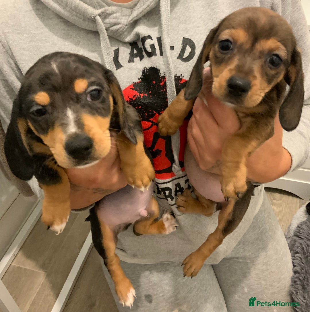 Chiweenie dogs for sale: Ready Now Chiweenies pups - Image 3