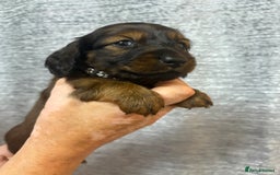 Miniature Dachshund dogs for sale: Amazing Champ Bloodlines Mini Dachshunds ✨ - Image 19