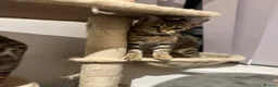 Bengal cats for sale: REDUCED Two Bengals READY for their forever homes  - Advert 21