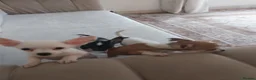 Chihuahua dogs for sale: Chihuahua puppies  in Kilmarnock - Advert 3
