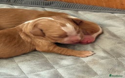 Cocker Spaniel dogs for sale: Cocker Spaniel Puppies  - Image 15