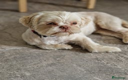 Shih Tzu dogs for sale: 9 month old female Shihtzu  - Image 1