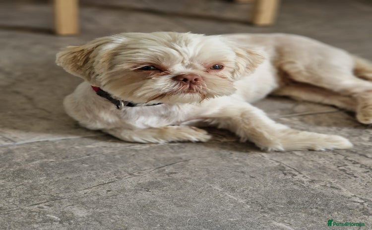 Shih Tzu dogs - Advert 7