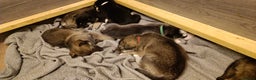 Shepsky dogs for sale: 9x Gorgeous Shepsky Puppies available 31/01 - Advert 11